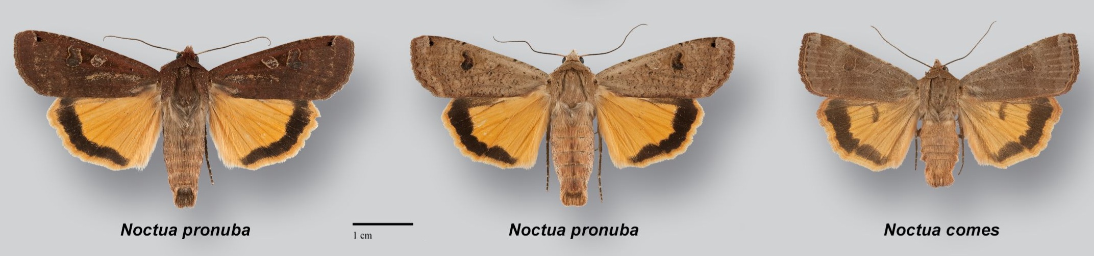 Large Yellow Underwing requires ids · iNaturalist